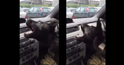 狗狗跟車內冷氣戰鬥