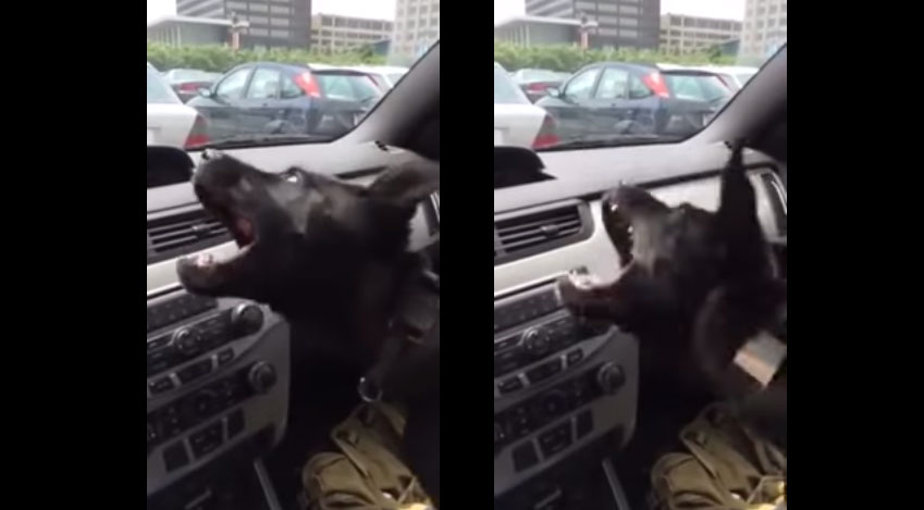 狗狗跟車內冷氣戰鬥