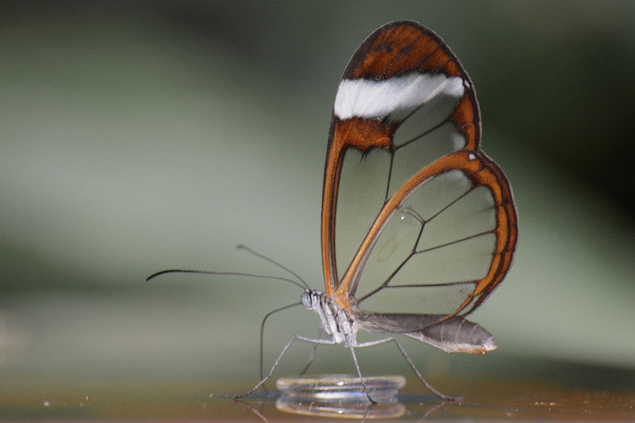 1280px-Glasswinged_butterfly_(Greta_oto)_(6727431229)