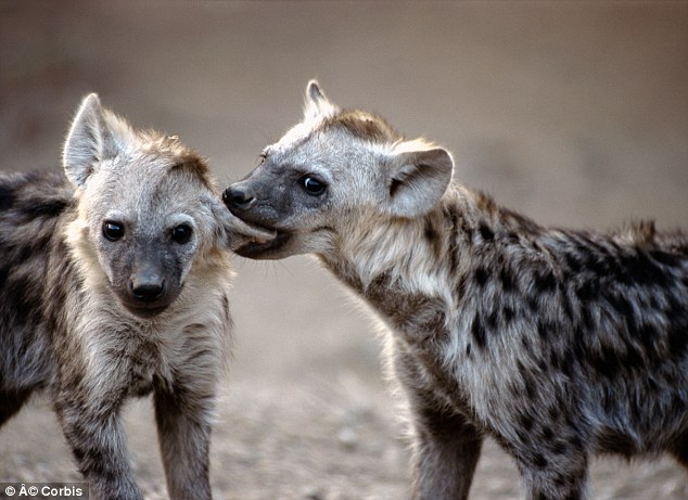 1412348243376_wps_20_Biting_Spotted_Hyena_Imag