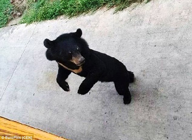 2B5387BC00000578-3196216-Small_black_bear_killed_was_approximately_three_years_old_and_ha-a-22_1439459603573