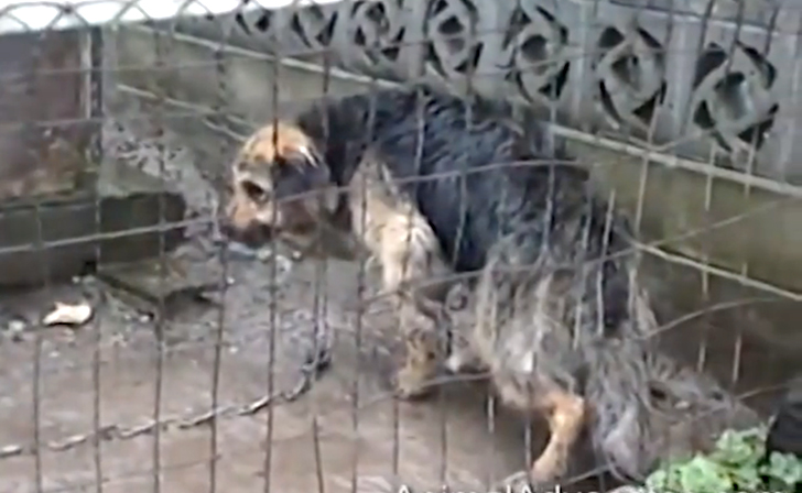 Animal-Rescue-Ten-Years-Chained-A-Poor-Dogs-Happy-Ending