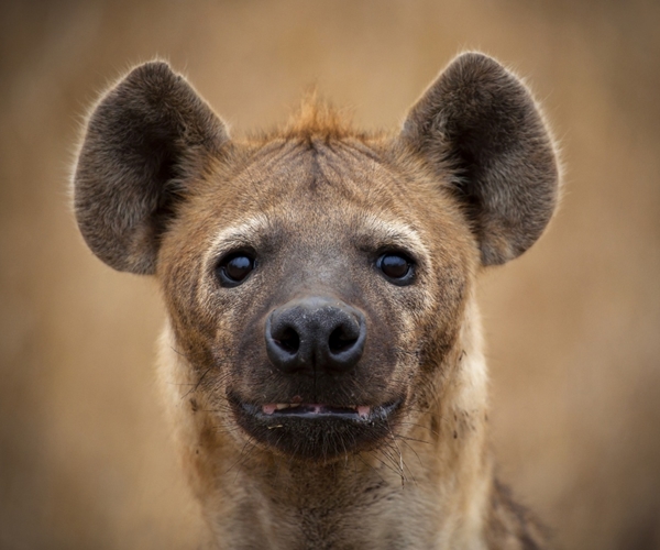 a_japanese_zoo_was_just_waiting_and_waiting_for_their_hyena_pair_to_breed_when_they_noticed_after_four_years_that_they_were_both_male_1718189110.jpg_resized_600