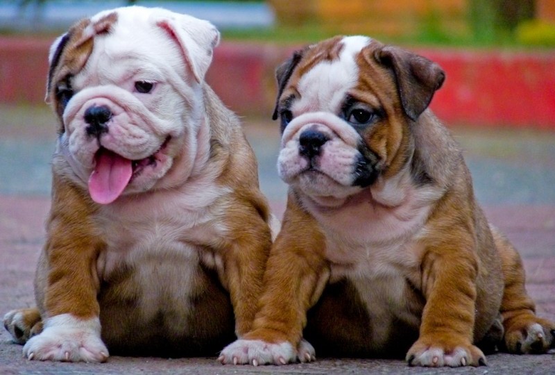 bulldogs-e1439409457971