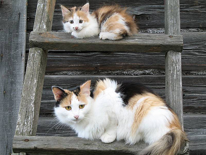 cat-and-mini-me-counterpart-18__700