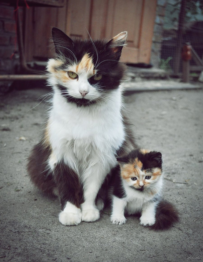 cat-and-mini-me-counterpart-26__700