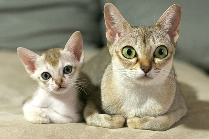 cat-and-mini-me-counterpart-41__700