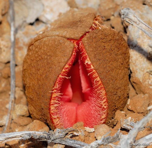 Hydnora africana (bobbejaankos) is a parasitic plant that lives of the roots of Euphorbia plants. The flower takes over a year to develop, and is as hard as wood. The flower is pollinated by Carrion beetles. After pollination a fleshy fruit develops over two years. The fruit is edible by humans, birds and small mammals. Each fruit can contain over 20 000 seeds. Martin Heigan mh@icon.co.za http://anti-matter-3d.com http://www.flickr.com/photos/martin_heigan