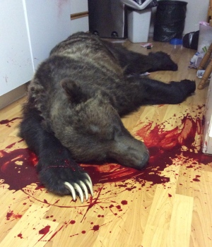 grizzly-bear-shot-in-kimberly-home