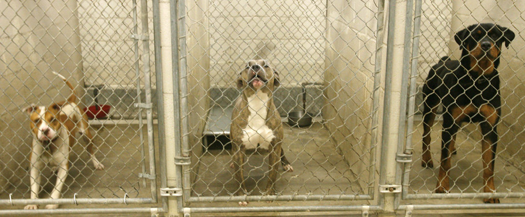 jefferson-animal-shelter-dogs-cagesjpg-0c700e7ebd44950c