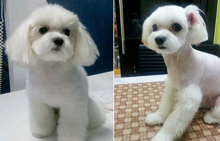 plasticsurgerypets-e1439409193451