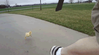 post-23825-happy-duckling-chases-man-gif-1euq