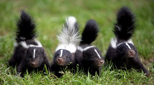 skunk-babies-1