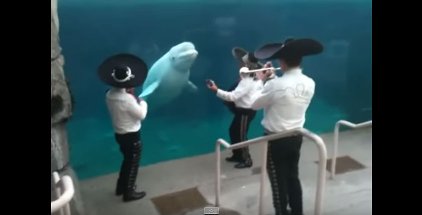 為白鲸吹奏音樂