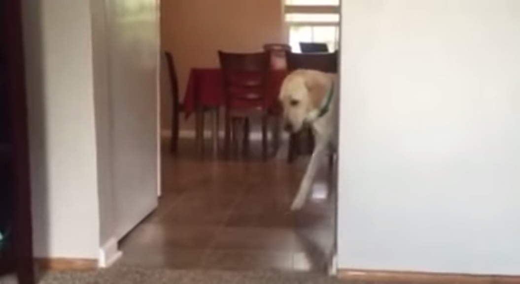 狗狗怕地毯