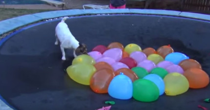 狗狗裝滿水的氣球