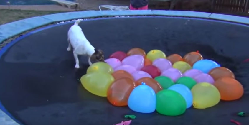 狗狗裝滿水的氣球