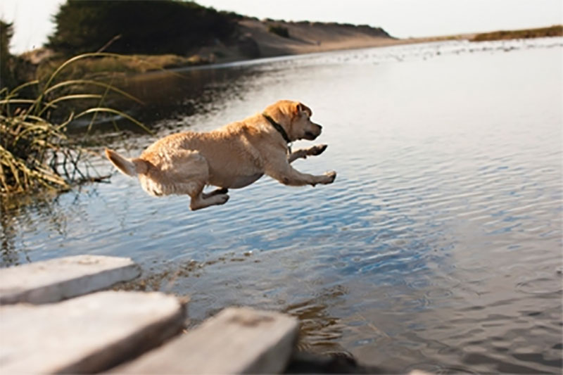 狗狗跳下水