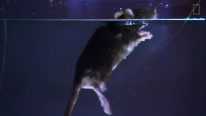 老鼠游泳