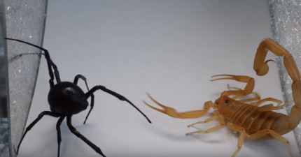 蜘蛛vs蠍子
