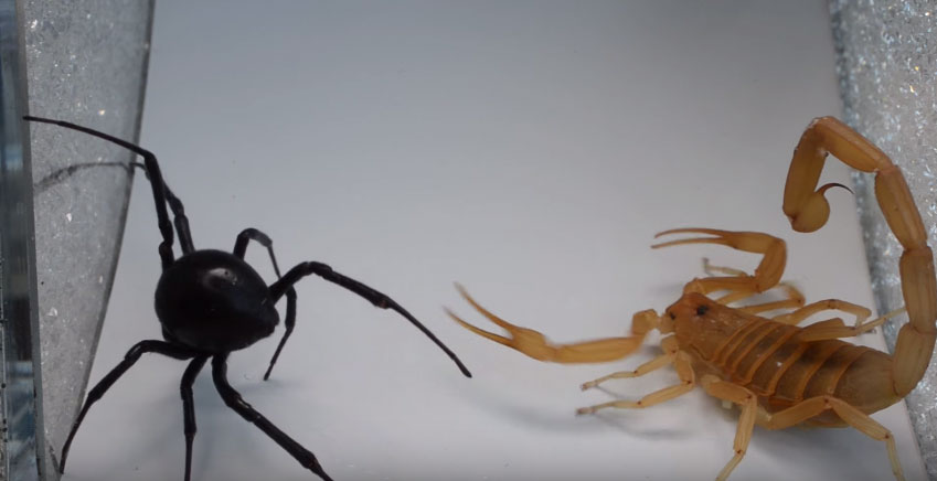 蜘蛛vs蠍子