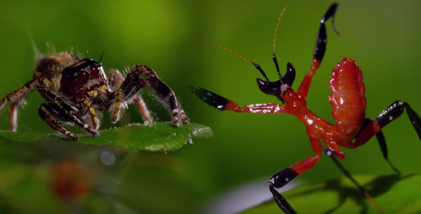 螳螂vs蜘蛛