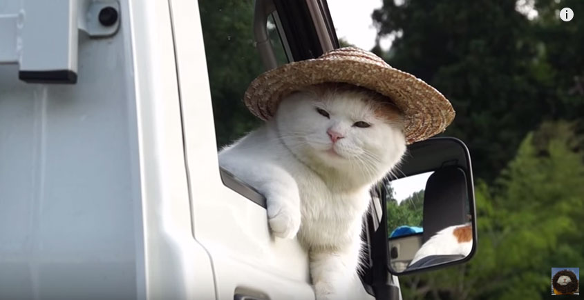 貓咪戴草帽