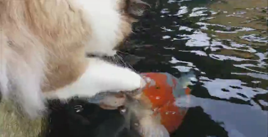 貓咪跟魚玩
