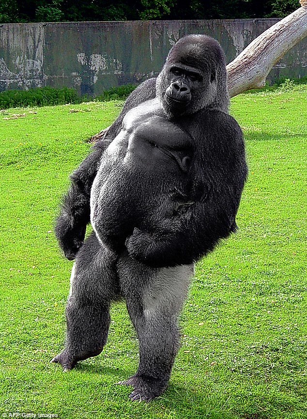 1-animals-that-got-buff