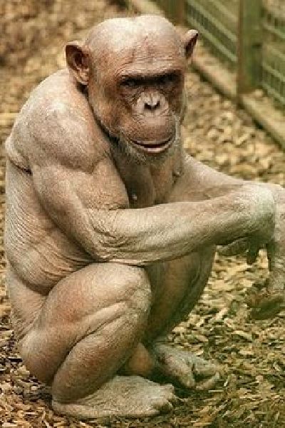 2-animals-that-got-buff