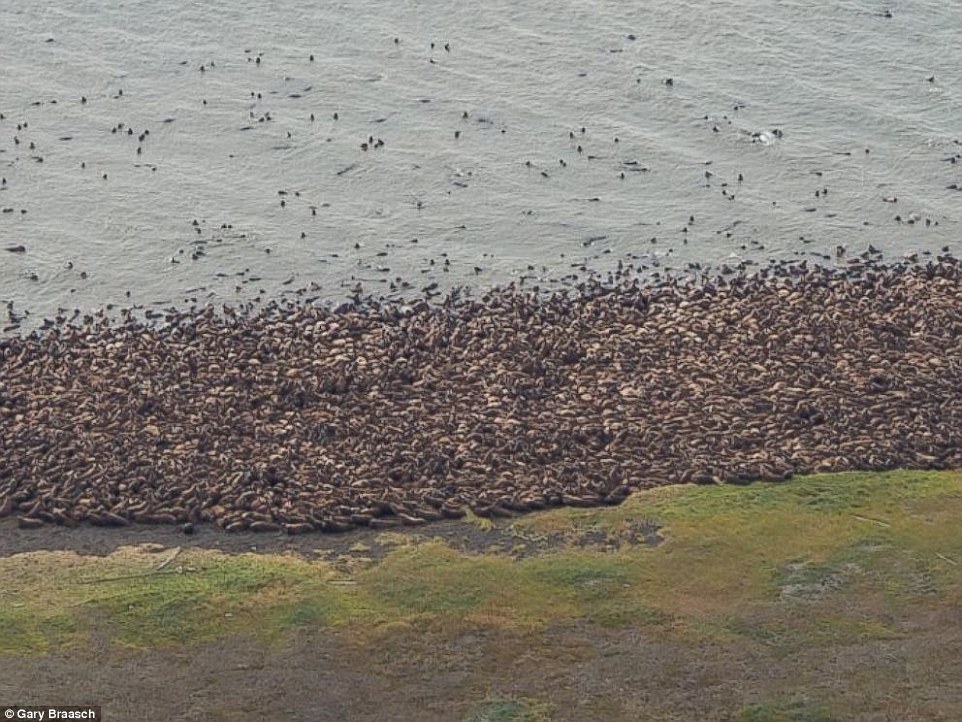 2BD1016900000578-3213591-Thousands_of_Pacific_walrus_flocked_to_the_northwest_coast_of_Al-a-17_1440979914504