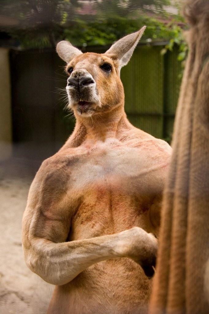 5-animals-that-got-buff-682x1024