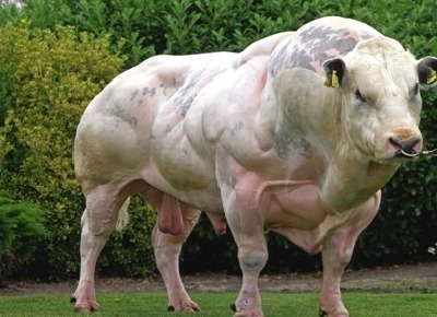 7-animals-that-got-buff