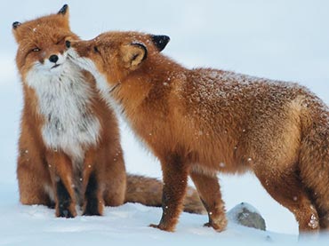 Animal-Couples-Prove-That-True-Love-Does-Exist