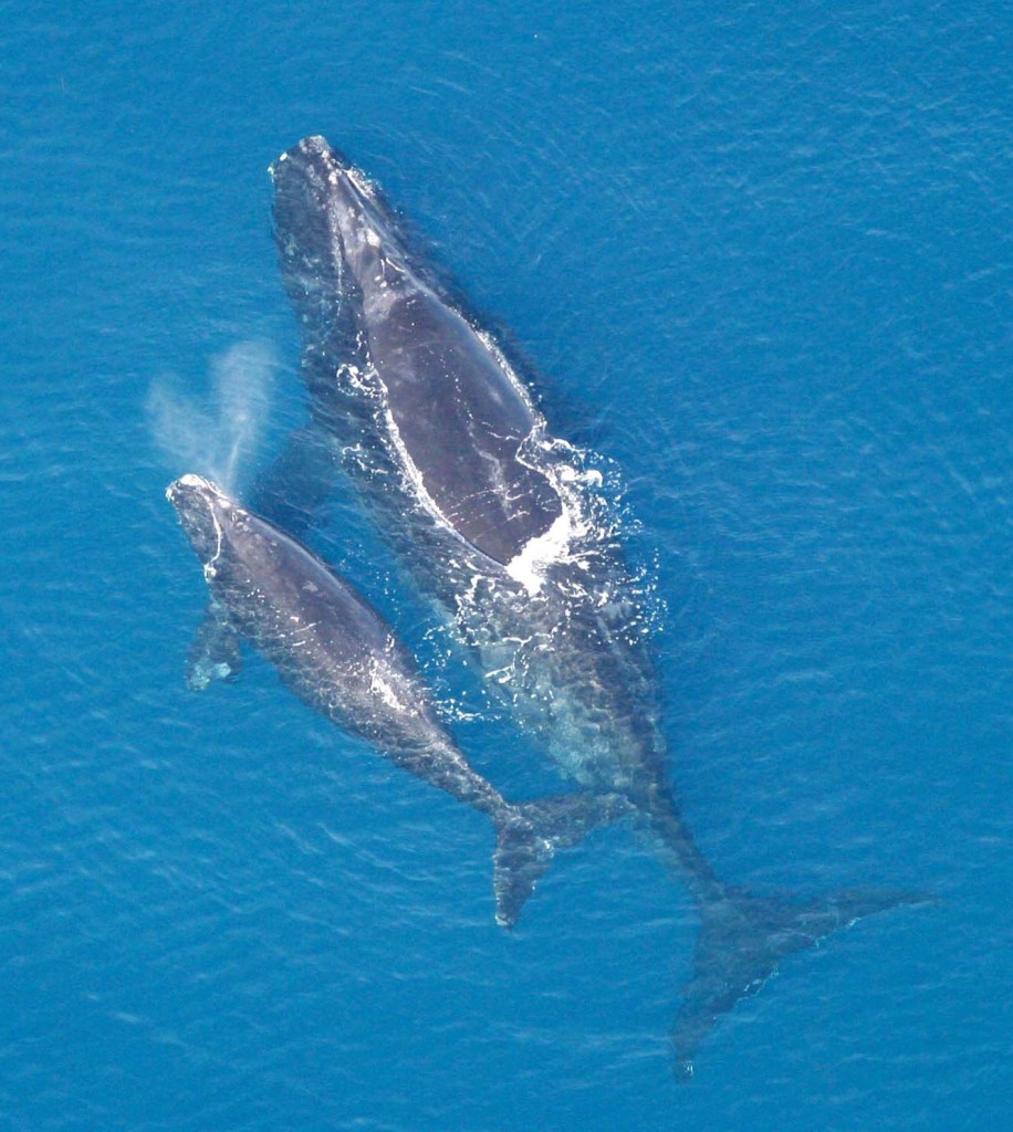 Eubalaena_glacialis_with_calf