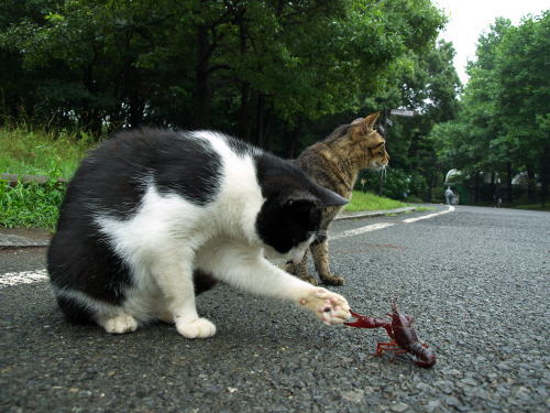 cat_meets_crawfish