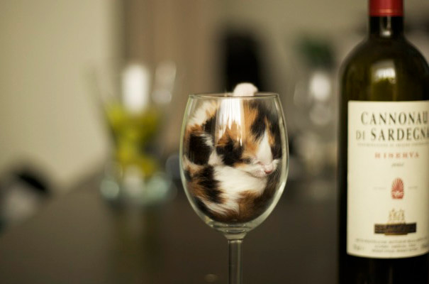 funny-liquid-cats-3