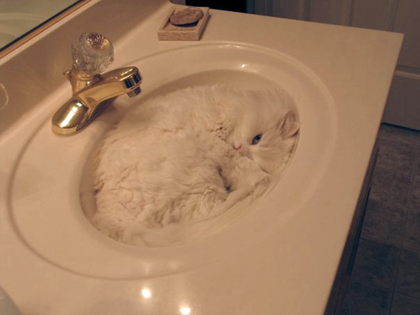 funny-liquid-cats-4