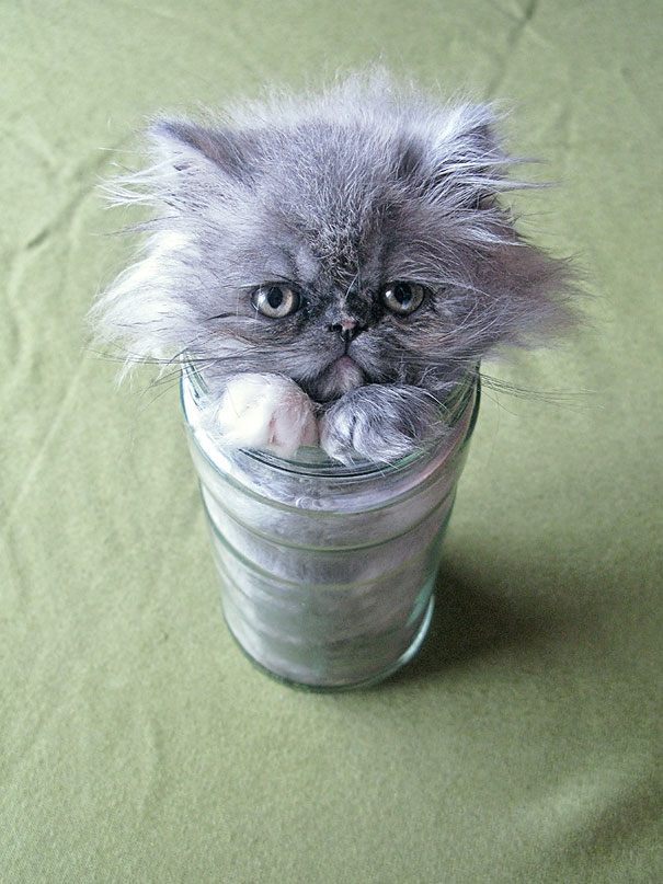 funny-liquid-cats-6