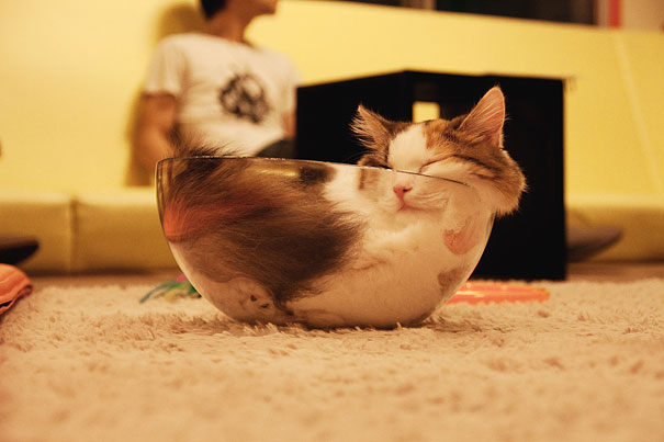 funny-liquid-cats-7