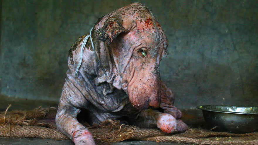 mange-sick-dog-rescue-animal-aid-unlimited-1