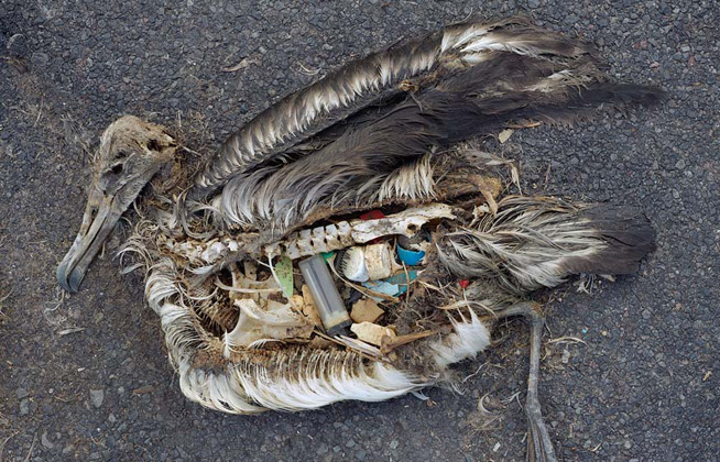 pacific_ocean_garbage_patch_pollution_plastic_albatross_chick_q_48866