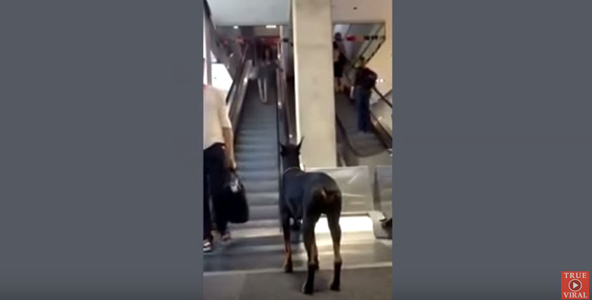 狗狗電扶梯等主人