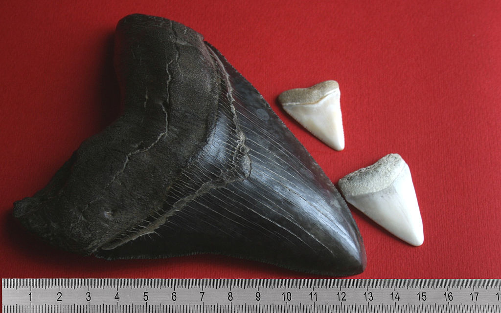 1024px-Megalodon_tooth_with_great_white_sharks_teeth-2