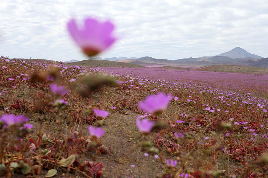 atacama-flowers-bloom-worlds-driest-desert-11