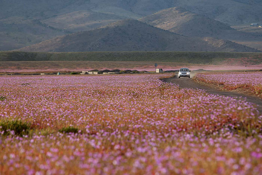 atacama-flowers-bloom-worlds-driest-desert-13
