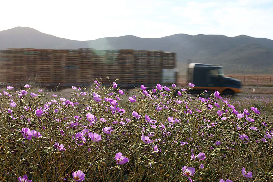 atacama-flowers-bloom-worlds-driest-desert-2