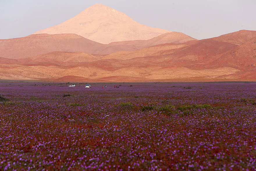 atacama-flowers-bloom-worlds-driest-desert-3