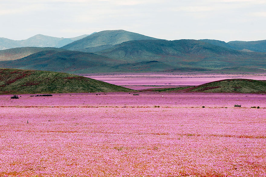 atacama-flowers-bloom-worlds-driest-desert-6