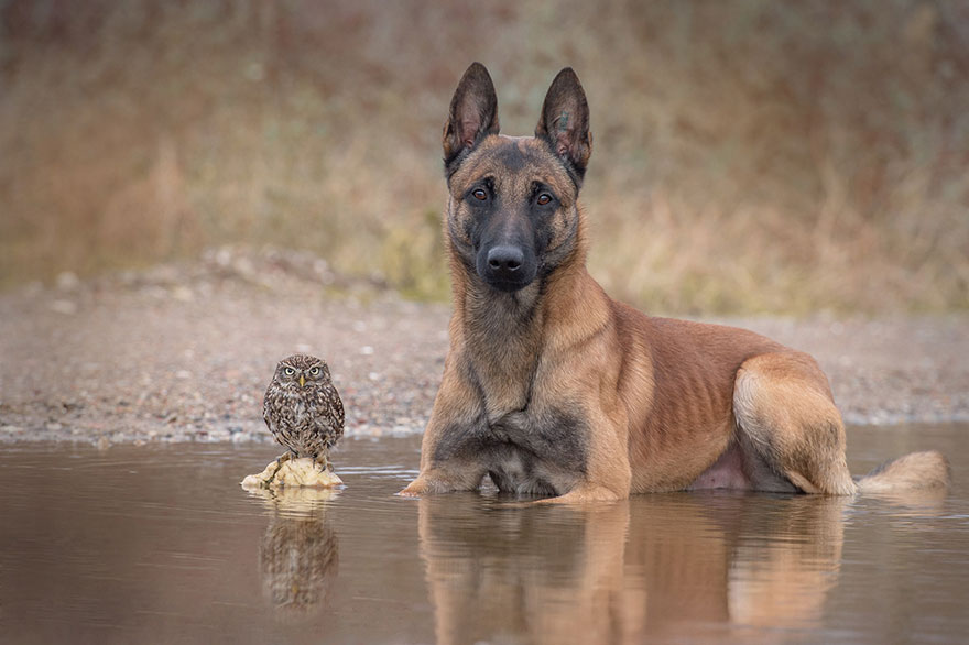 ingo-else-dog-owl-friendship-tanja-brandt-14